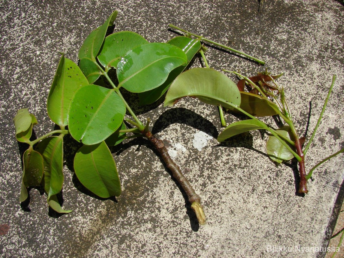 Spondias pinnata (L.f.) Kurz